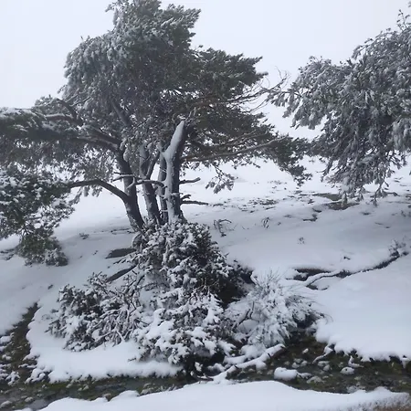 Casaesquerda Cinza Dom wakacyjny *