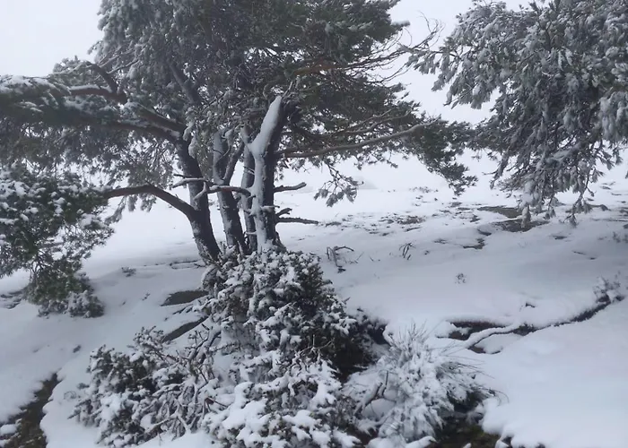 Casaesquerda Cinza Nyaraló *